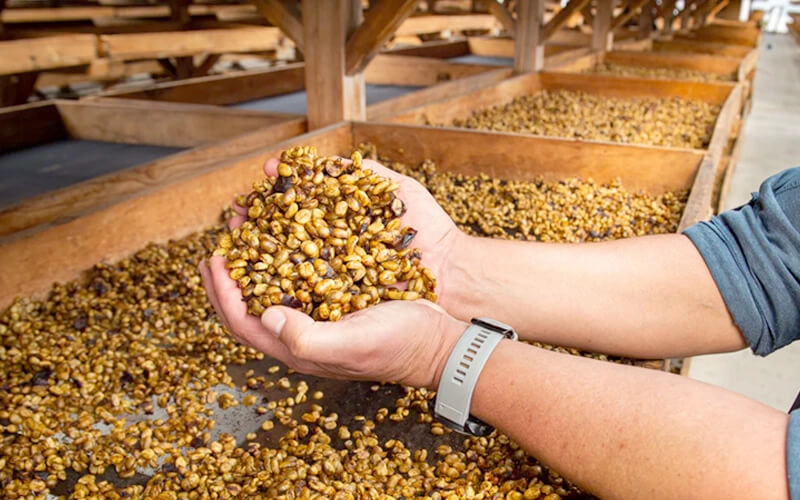 Hands holding freshly harvested coffee cherries